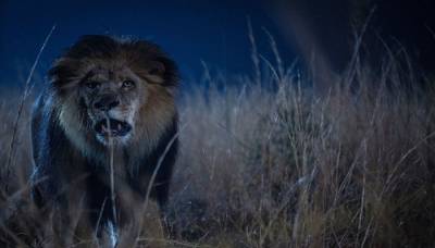 Зверинец 1, 2, 3 сезон