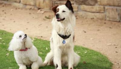 Собака точка ком все серии